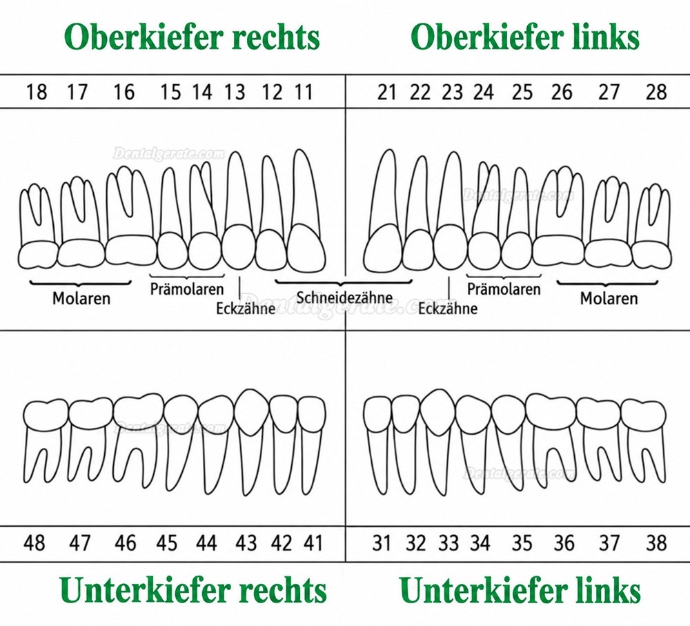 32 Stck Dental Typodont Restorative Standardmodell Zahnmodelle / Arbeitsmodelle Kompatibel mit Frasaco AG3 Modell 32 Stck Dental Typodont Restorative Standardmodell Zahnmodelle / Arbeitsmodelle Kompatibel mit Frasaco AG3 Modell